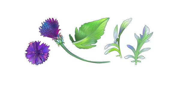 Цианус василькового цвета, лекарственное и медовое растение. — стоковый вектор