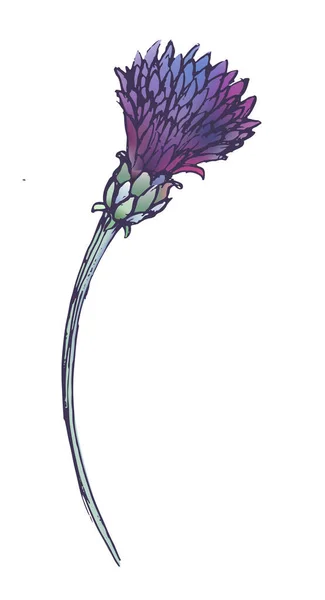 Голубые кукурузные цветы по акварели — стоковый вектор
