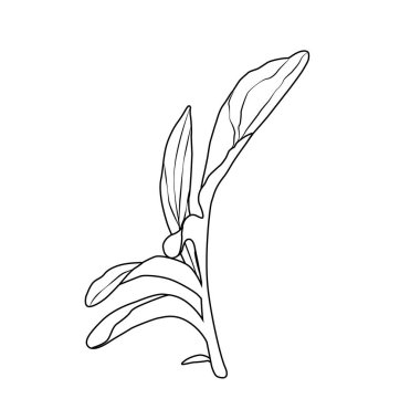 Cornflower Centaurea siyanus, tıbbi ve bal bitkisi.