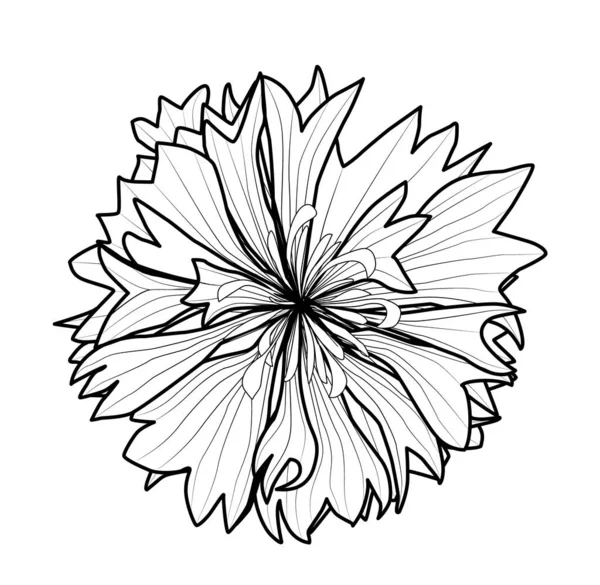 Kornblume Centaurea Cyanus Heil Und Honigpflanze — Stockvektor