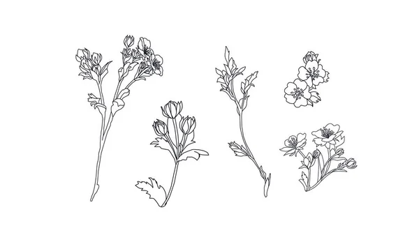 Wildblumen. Butterblumen. Blumenlinie gezogen — Stockvektor