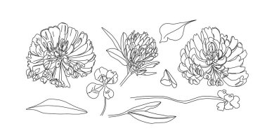 İyi şanslar dört yapraklı yonca. Bilgi grafiği, poster ve web için klasik siyah vektör oymacılığı. Beyaz arkaplanda izole.