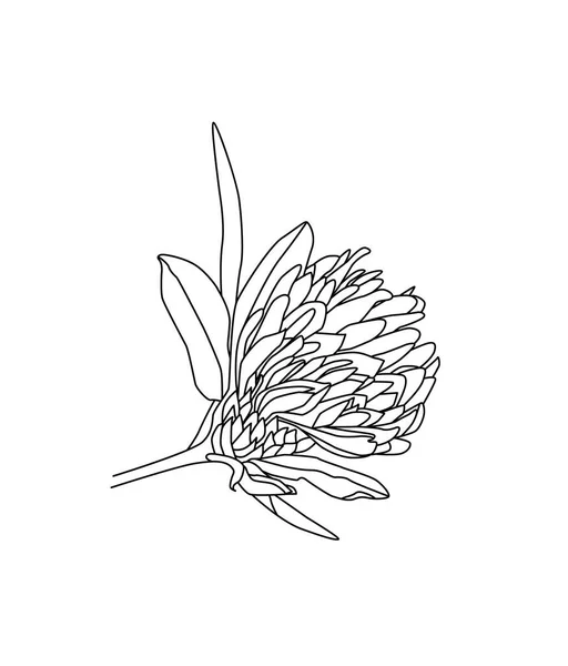 고립된 조각된 문체의 식물학 스케치 — 스톡 벡터