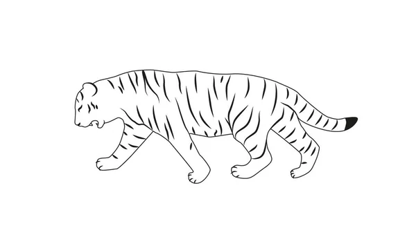 Tigre Camina Lentamente Izquierda Dibujo Mano Tigre Ilustración Vector — Vector de stock