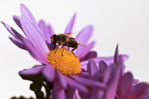 Bee op het werk — Stockfoto