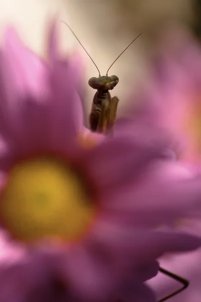 Mantis і квітка — стокове фото