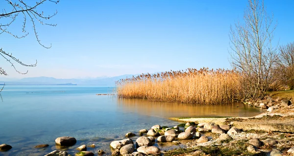 Cañas en el lago — Foto de Stock