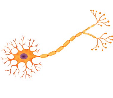Illustration of Human Neuron Anatomy clipart