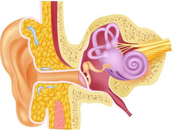 Ilustración de la anatomía del oído interno humano — Vector de stock