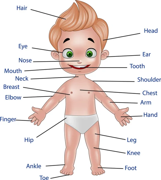 Ilustración del cuerpo humano — Archivo Imágenes Vectoriales