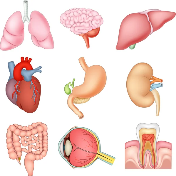 Ilustración de la anatomía de órganos internos — Archivo Imágenes Vectoriales