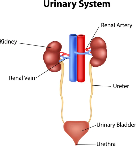 Ilustração da anatomia do sistema urinário —  Vetores de Stock