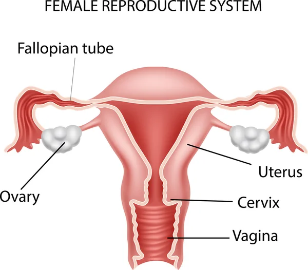 Ilustração do sistema reprodutor feminino —  Vetores de Stock
