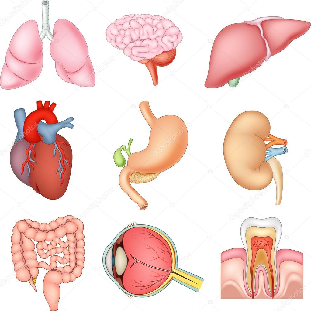 Illustration of Internal organs anatomy