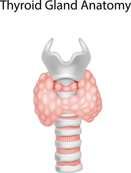 Illustration of Thyroid Gland Anatomy — Stock Vector