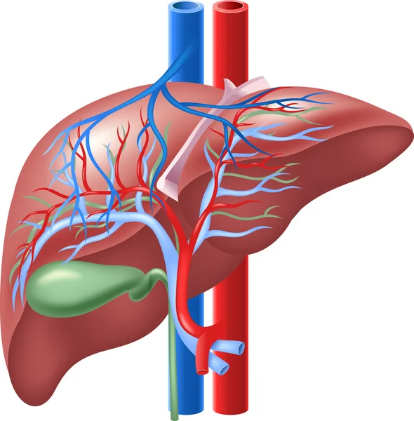 Ilustración de hígado interno humano y vesícula biliar — Vector de stock