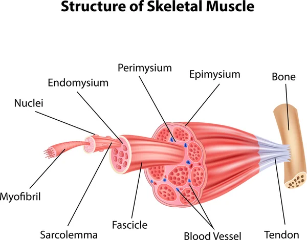 Иллюстрация структурной анатомии скелетных мышц — стоковый вектор