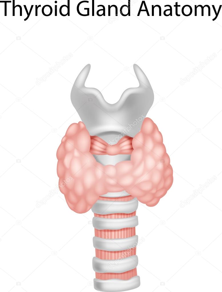 Illustration of Thyroid Gland Anatomy