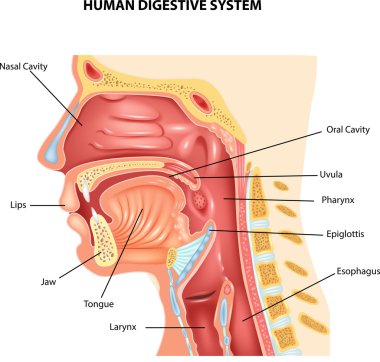 Illustration of Human Digestive System clipart