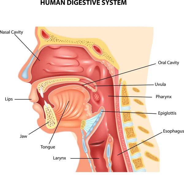 Иллюстрация пищеварительной системы человека — стоковый вектор