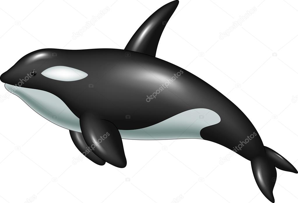 Cute killer whale isolated on white background