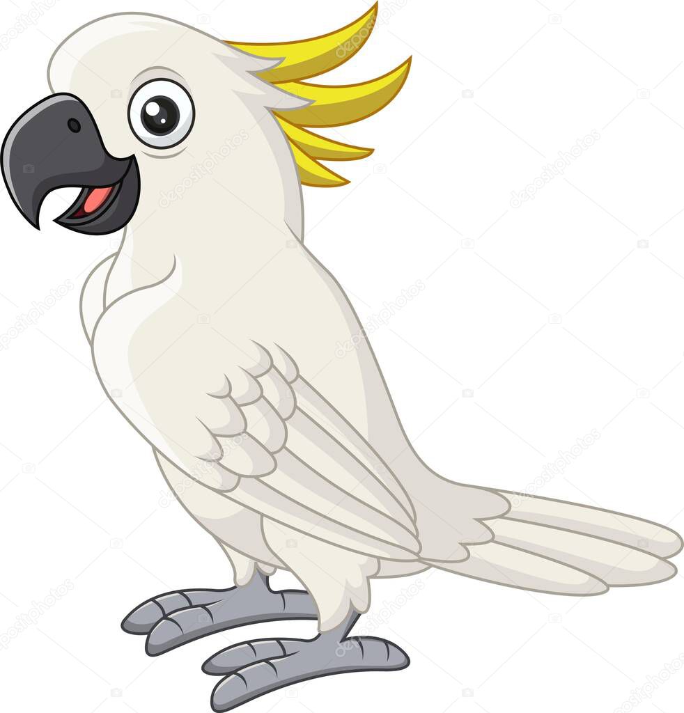 Vector illustration of Cartoon white cockatoo on white background