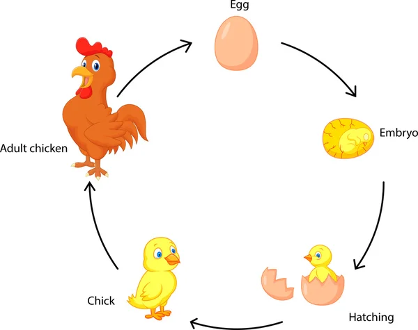 Life cycle cartoon a chicken for kids — Stock Vector