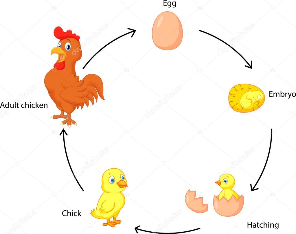 Life cycle cartoon a chicken for kids Stock Vector Image by ©tigatelu  #64115111