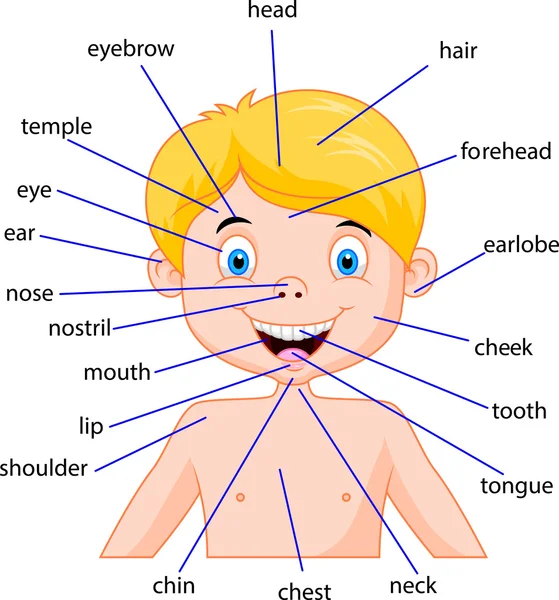 卡通的身体部位 — 图库矢量图片