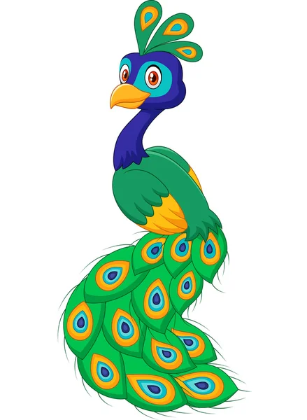 Cartoon beautiful peacock isolated on white background — Stock Vector