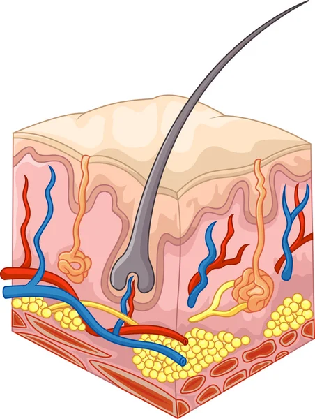 De lagen van de huid en poriën — Stockvector