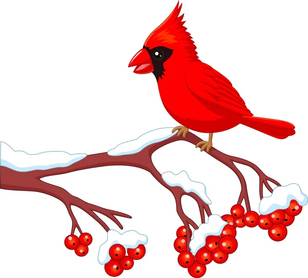 Cartoon beautiful cardinal bird posing on the berry tree — Stock Vector