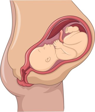 illustration of pregnant woman and her fetus clipart
