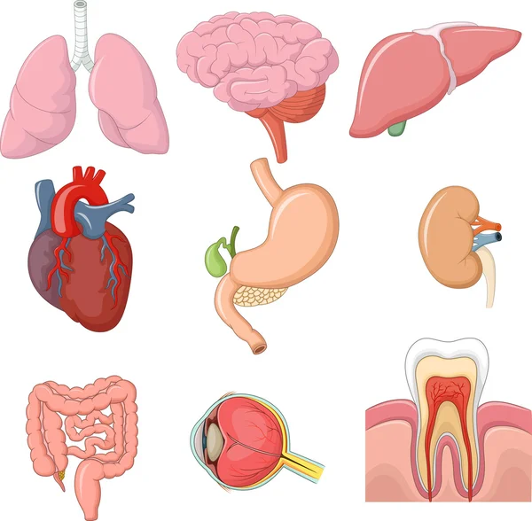 Ilustração do conjunto de coleta de órgãos humanos internos —  Vetores de Stock