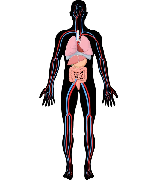 Иллюстрация анатомии человеческого тела (HBA)) — стоковый вектор