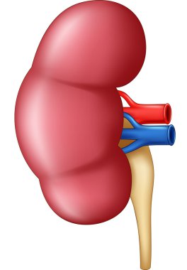 Beyaz arka planda izole edilmiş insan böbreği anatomisi