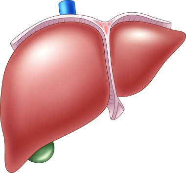 Illustration of Human Liver Anatomy clipart