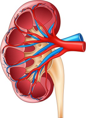 İnsan İç Böbrek Anatomisi