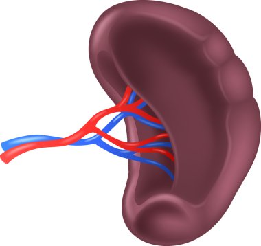 Illustration of Human Spleen Anatomy clipart