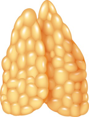Thymus Bezinin İllüstrasyonu