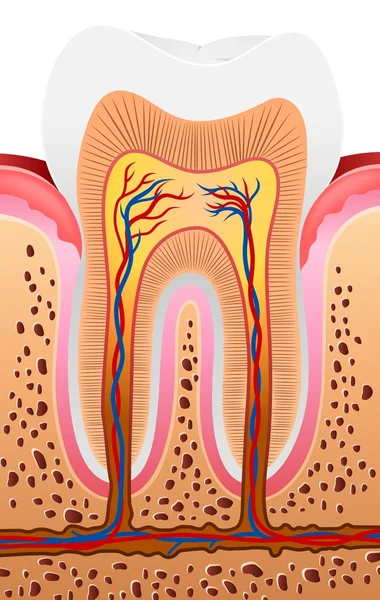 Ilustración de la anatomía de los dientes humanos — Vector de stock