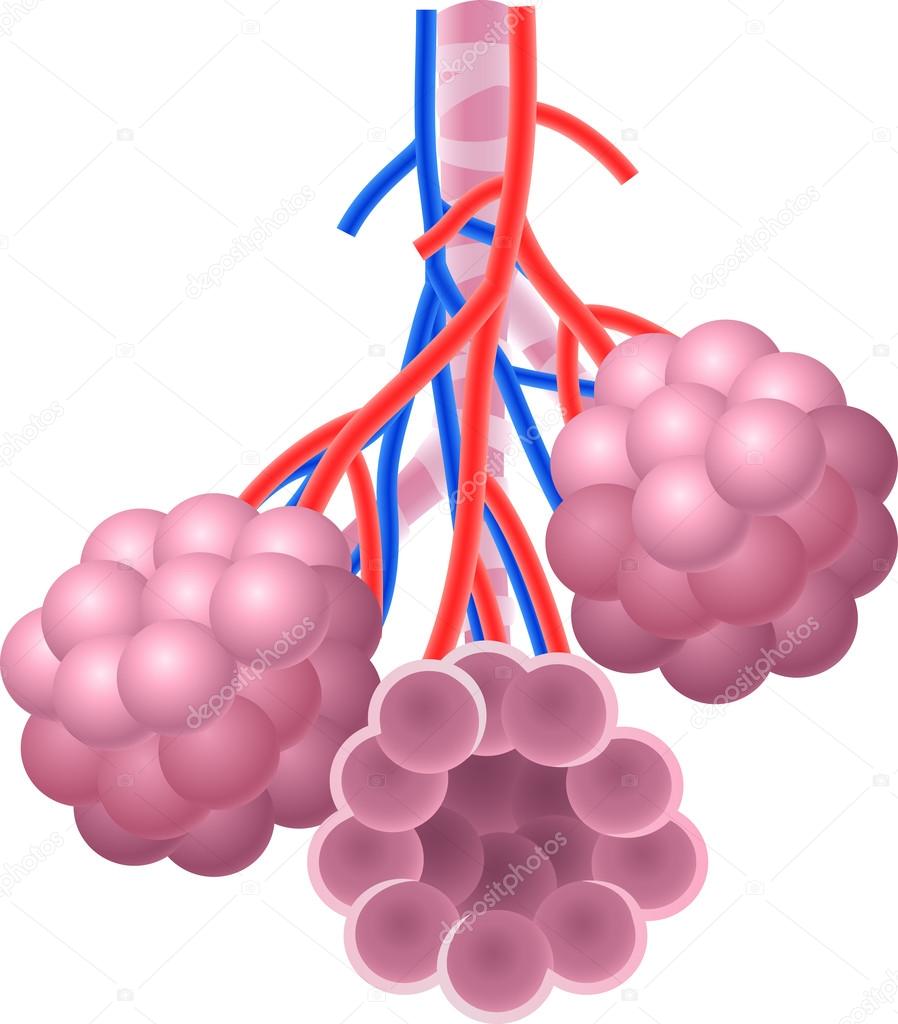 Illustration of Human Alveoli structure Anatomy