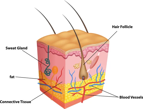 Illustratie van de lagen van de huid en poriën anatomie — Stockvector