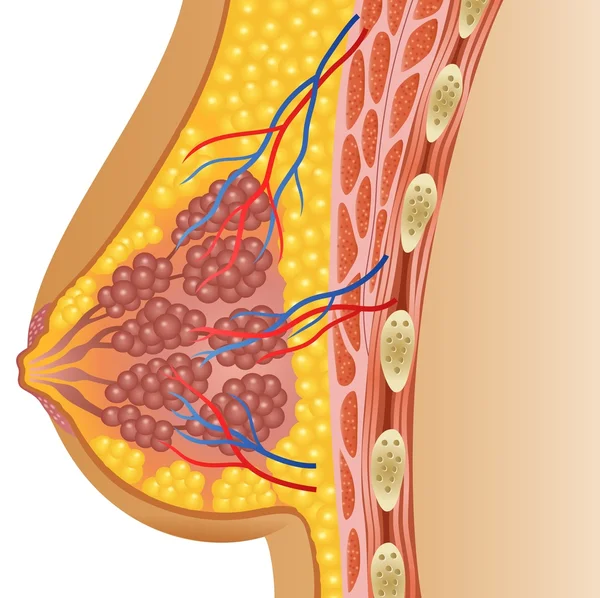 Illustrasjon av kvinners brystanatomi – stockvektor