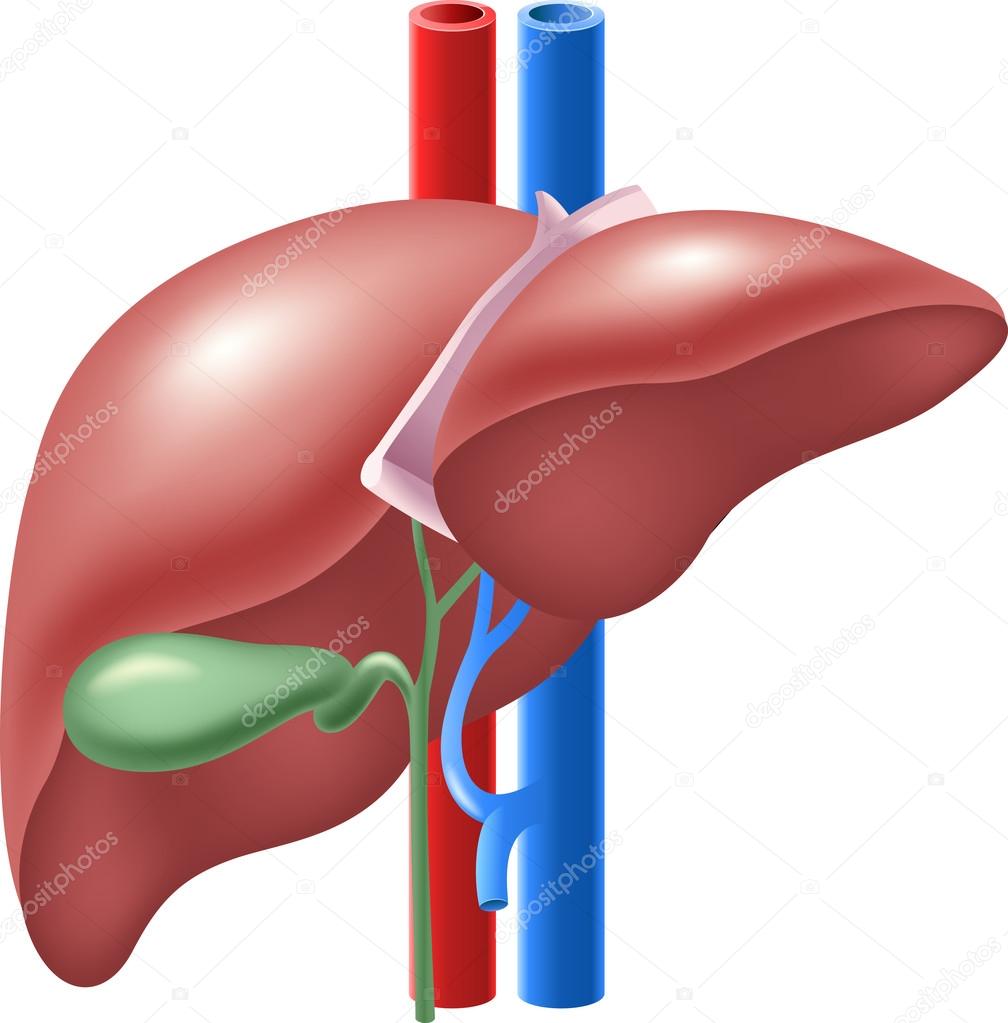 Illustration of Human Liver and Gallbladder