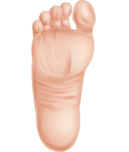 Ilustración de pies aislados sobre fondo blanco — Vector de stock