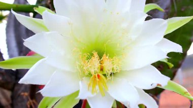 Arı tozlayan beyaz kaktüs çiçeği yakın plan 4K makro çekim