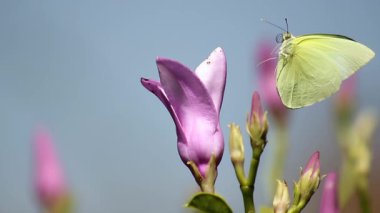 Yumuşak Bokeh Arkaplanlı Yakın plan Çiçek Doğal Işıkta Çiçek Açar