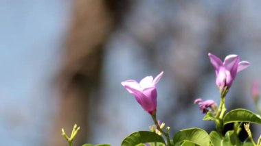 Yakın plan Mor Çiçekler Doğal Işıkta
