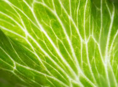 makro çekim yaprak yeşil